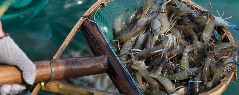 河虾吃什么，以枝角类、桡足类等浮游动物为食
