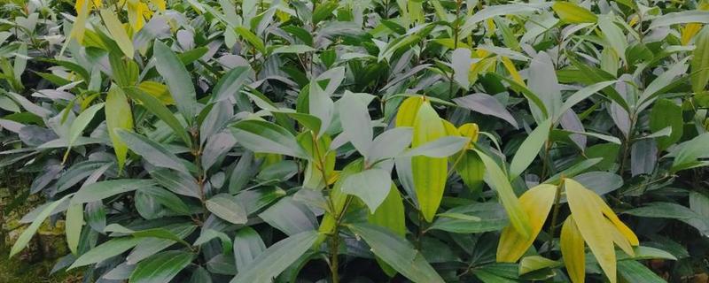 肉桂的田间管理方法，种植后3年左右要整形修剪