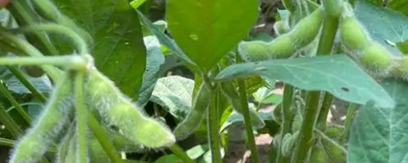 毛豆如何种植,每个穴播种4-5颗