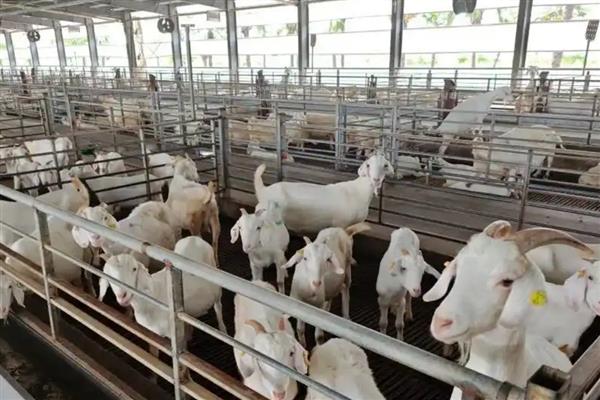 养山羊喂什么饲料，需提供新鲜的牧草