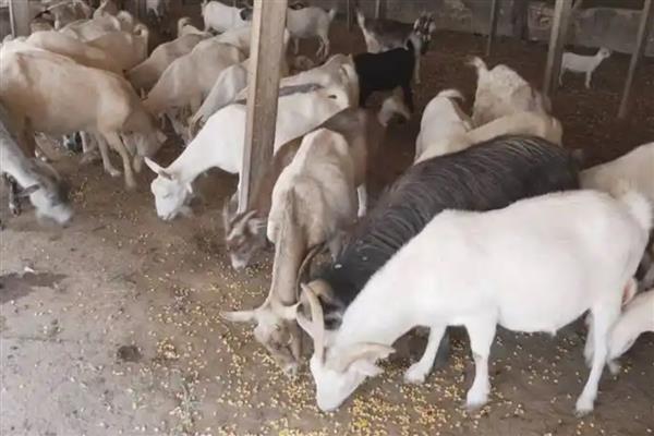 养山羊喂什么饲料，需提供新鲜的牧草