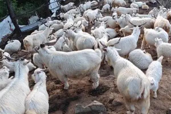 养山羊喂什么饲料，需提供新鲜的牧草