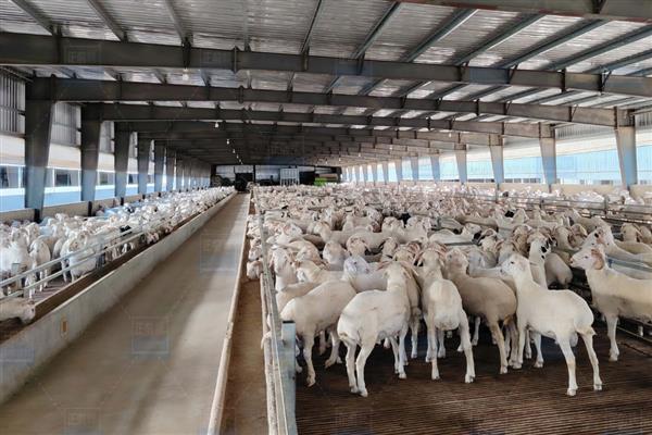 养山羊喂什么饲料，需提供新鲜的牧草