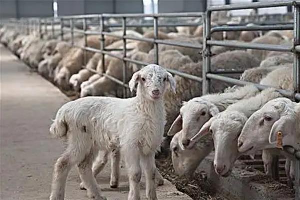 养山羊喂什么饲料，需提供新鲜的牧草