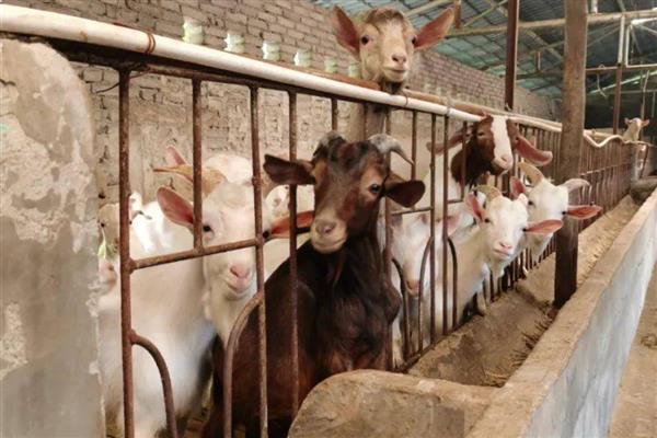 养山羊喂什么饲料，需提供新鲜的牧草