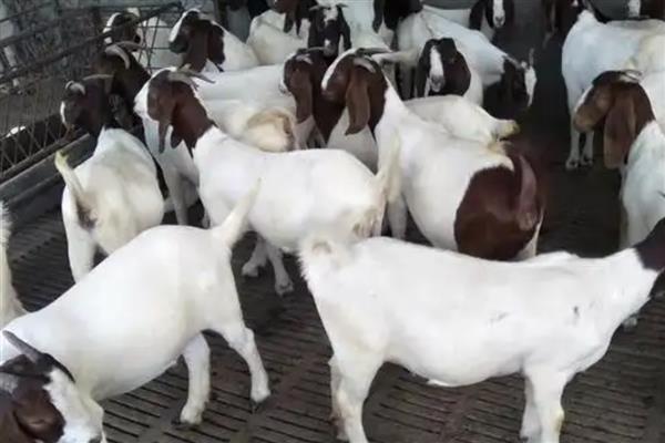 养山羊喂什么饲料，需提供新鲜的牧草