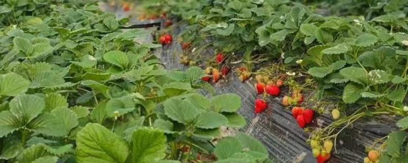 四季草莓能不能一年四季都结果，一年可连续开花多次结果