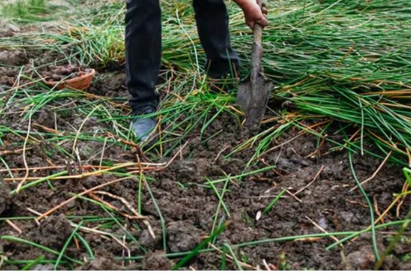 让马蹄变大的方法，施足农家肥和过磷酸钙作为基肥