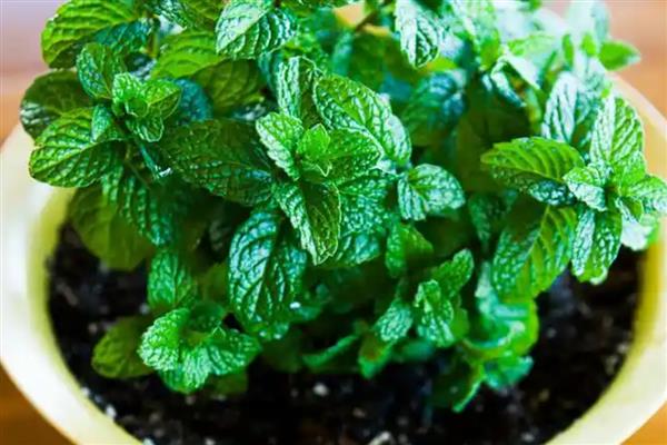 薄荷怎么养殖,夏季每天浇一次水