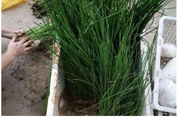 让马蹄变大的方法，施足农家肥和过磷酸钙作为基肥