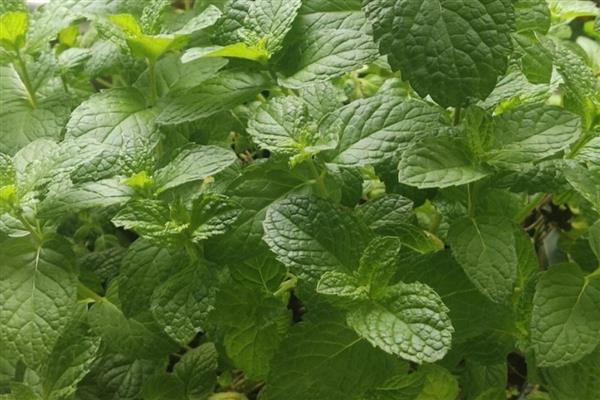 薄荷怎么养殖,夏季每天浇一次水