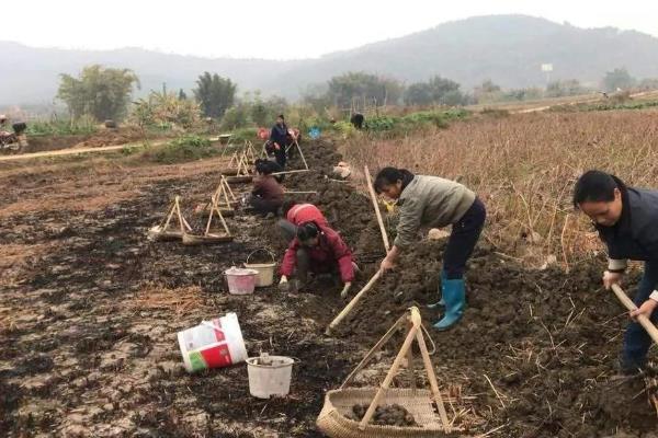 让马蹄变大的方法，施足农家肥和过磷酸钙作为基肥