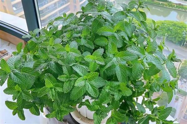 薄荷怎么养殖,夏季每天浇一次水