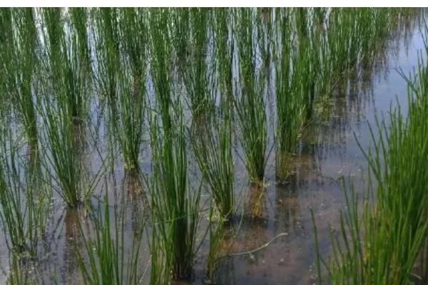 让马蹄变大的方法，施足农家肥和过磷酸钙作为基肥