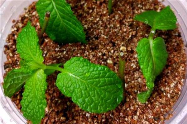 薄荷怎么养殖,夏季每天浇一次水