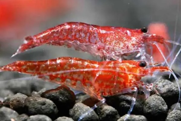 樱花虾的产地，以东南沿海地带为主