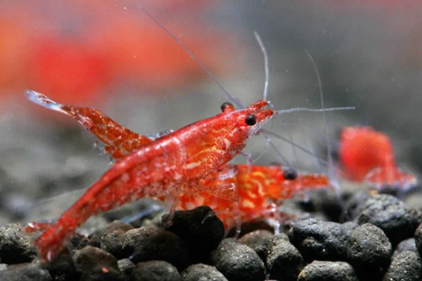 樱花虾的产地，以东南沿海地带为主