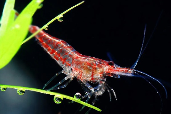 樱花虾的产地，以东南沿海地带为主