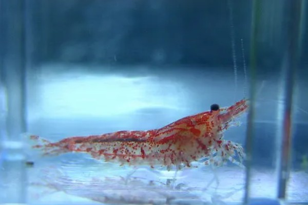 樱花虾的产地，以东南沿海地带为主