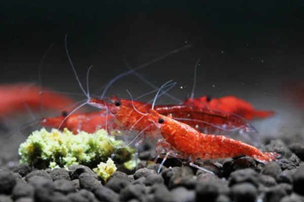 樱花虾的产地，以东南沿海地带为主