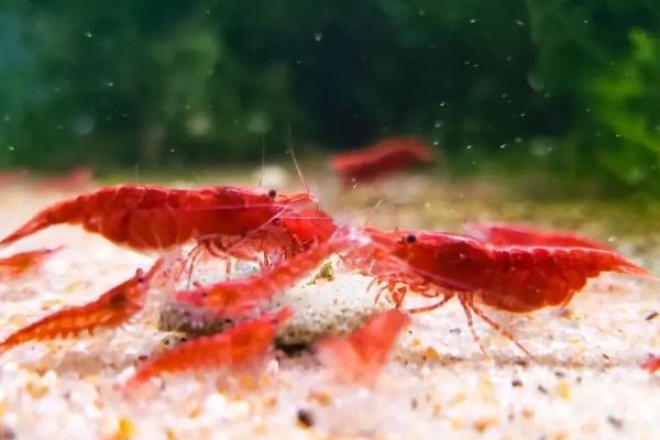 樱花虾的产地，以东南沿海地带为主