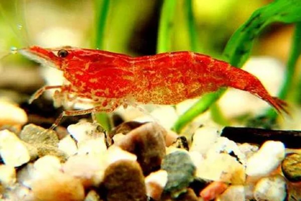 樱花虾的产地，以东南沿海地带为主