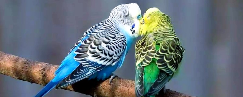 虎皮鹦鹉怕不怕香烟,非常怕香烟