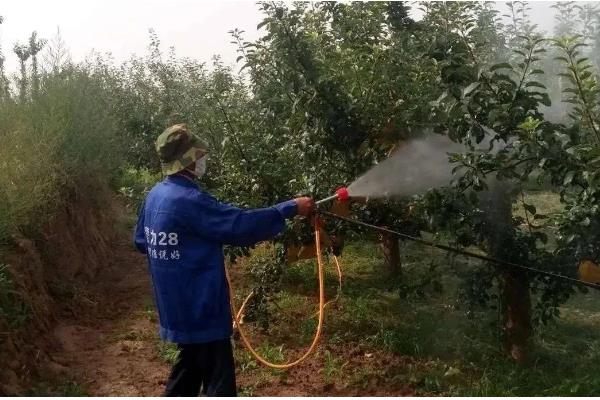 如何防治桑果树的病虫害,防治金龟子可喷施50%辛硫磷乳剂