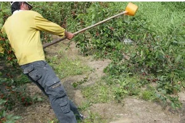 如何防治桑果树的病虫害,防治金龟子可喷施50%辛硫磷乳剂