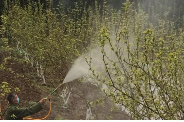 如何防治桑果树的病虫害,防治金龟子可喷施50%辛硫磷乳剂