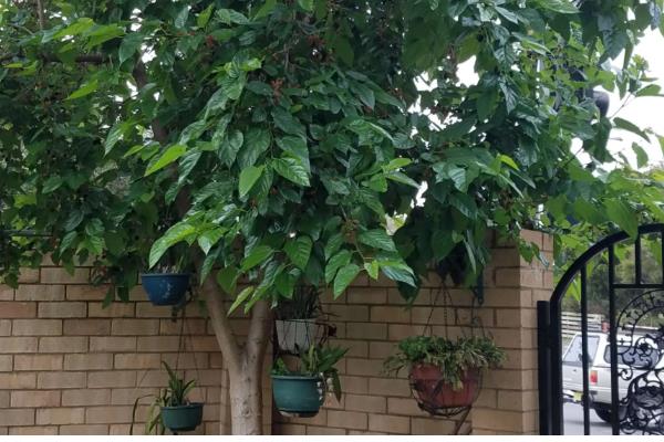 如何防治桑果树的病虫害,防治金龟子可喷施50%辛硫磷乳剂