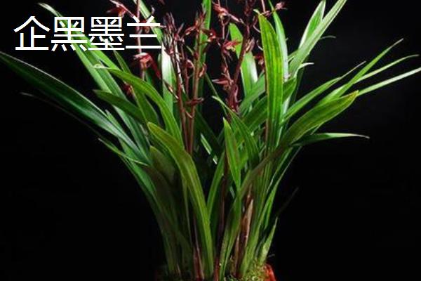 墨兰有什么种类，常见企黑墨兰、企剑白墨等品种