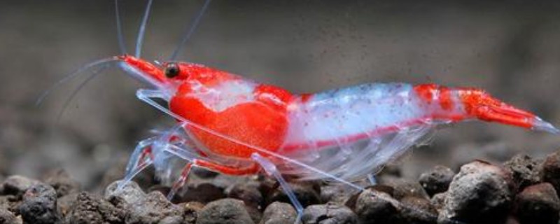 琉璃虾与樱花虾的区别，颜色和品种均不同