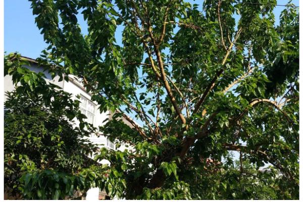 如何防治桑果树的病虫害,防治金龟子可喷施50%辛硫磷乳剂