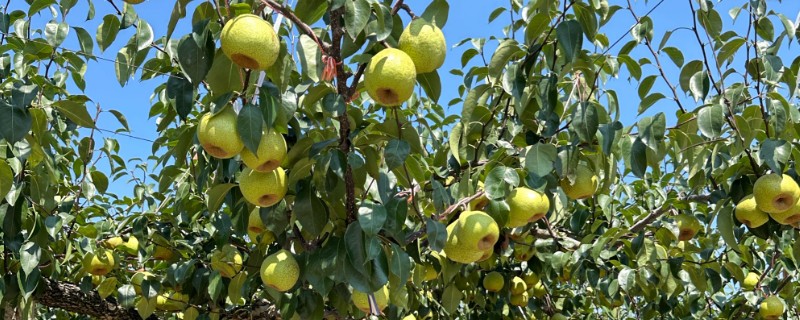 梨树如何剪枝,一般在3-4月份进行