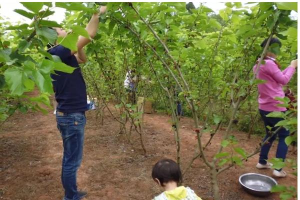 如何防治桑果树的病虫害,防治金龟子可喷施50%辛硫磷乳剂