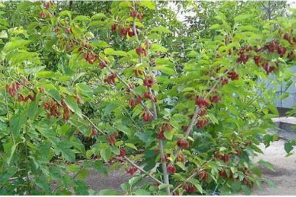 如何防治桑果树的病虫害,防治金龟子可喷施50%辛硫磷乳剂