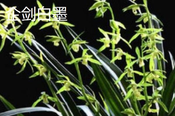 墨兰有什么种类，常见企黑墨兰、企剑白墨等品种