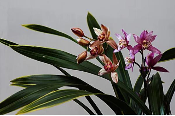 墨兰有什么种类，常见企黑墨兰、企剑白墨等品种