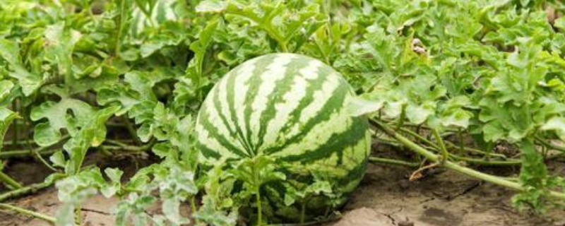 种植无籽西瓜的方法,苗期亩施尿素5公斤