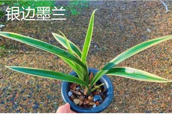 墨兰有什么种类，常见企黑墨兰、企剑白墨等品种