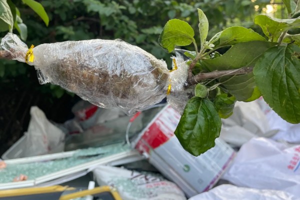 木绣球的修剪方法，剪除徒长枝可让造型更美观