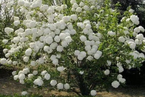 木绣球的修剪方法，剪除徒长枝可让造型更美观