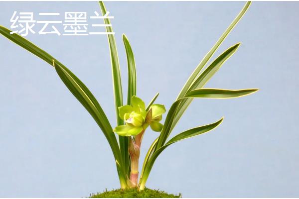 墨兰有什么种类，常见企黑墨兰、企剑白墨等品种