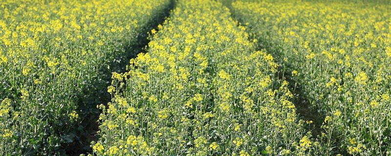 用途广泛的经济作物，有油菜、甘蔗等