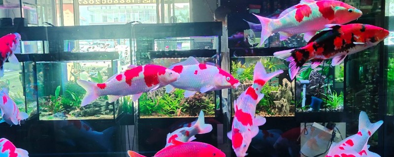 锦鲤如何喂食，投喂原则为少量多次