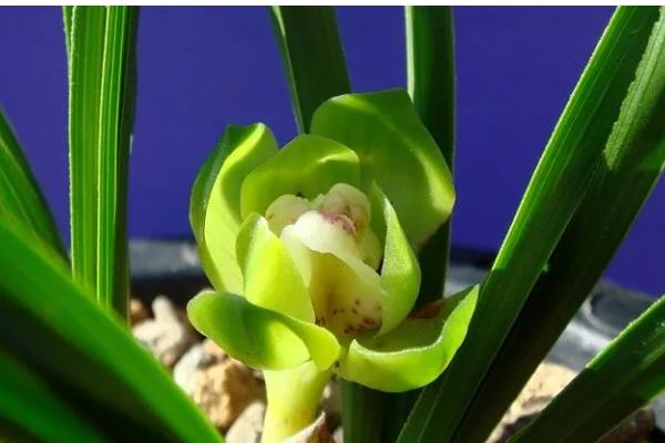 墨兰有什么种类，常见企黑墨兰、企剑白墨等品种