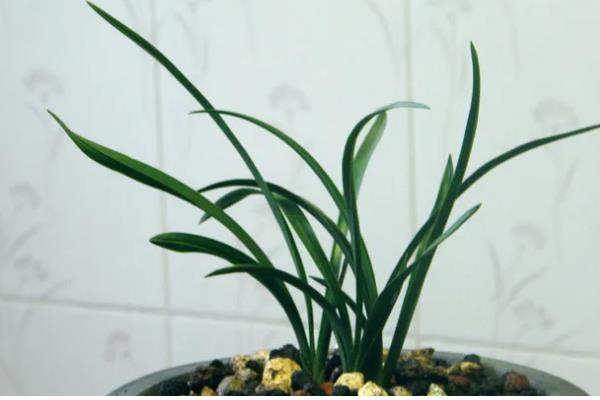 墨兰有什么种类，常见企黑墨兰、企剑白墨等品种