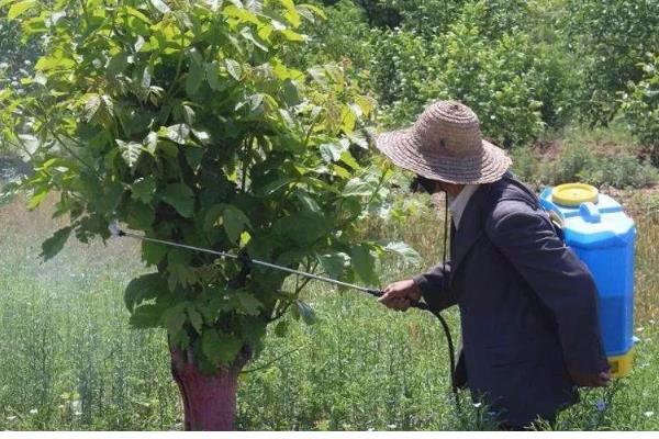 如何防治桑果树的病虫害,防治金龟子可喷施50%辛硫磷乳剂