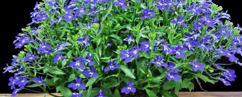 半边莲的养殖方法，成长期要保持湿润